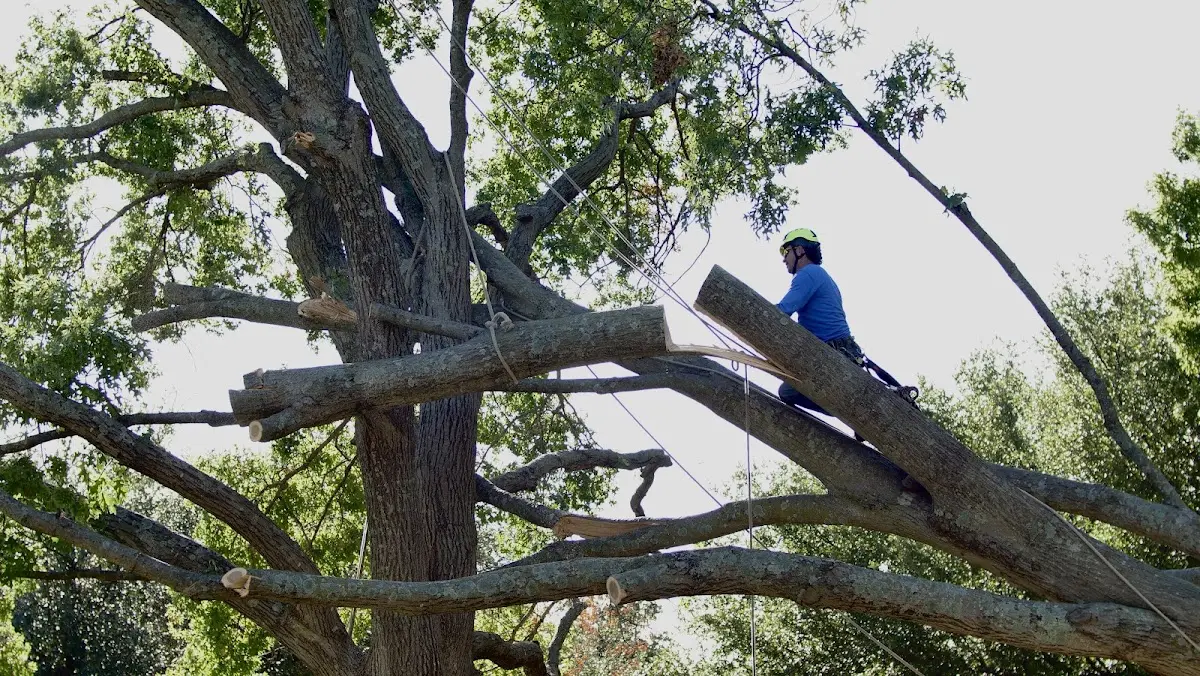 Professional Crown Thinning performed by certified arborists in Akron