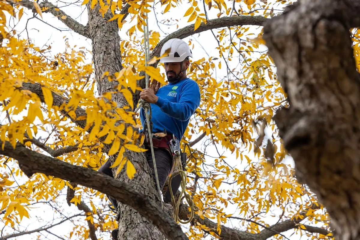Skilled Emergency Tree Service crew working in Akron